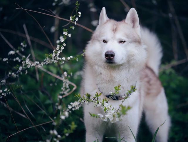 husky_easy в LOOKY. #husky,#siberianhusky,#huskyphotography,#huskygram,#huskylove,#huskylovers,#huskylovingclub,#huskylife,#allthingshusky,#instahusky,#huskyofinstagram,#huskypics,#huskiesreq,#huskiesofinstagram,#huskyrussia,#dogsofinstagram,#igcutest_animals,#ilovehusky,#justhuskies,#bestwoof,#dog_features,#dogs_of_world,#dogphotography,#excellent_dogs,#хаски,#хаскифото,#хаскивмоскве. #husky #siberianhusk...