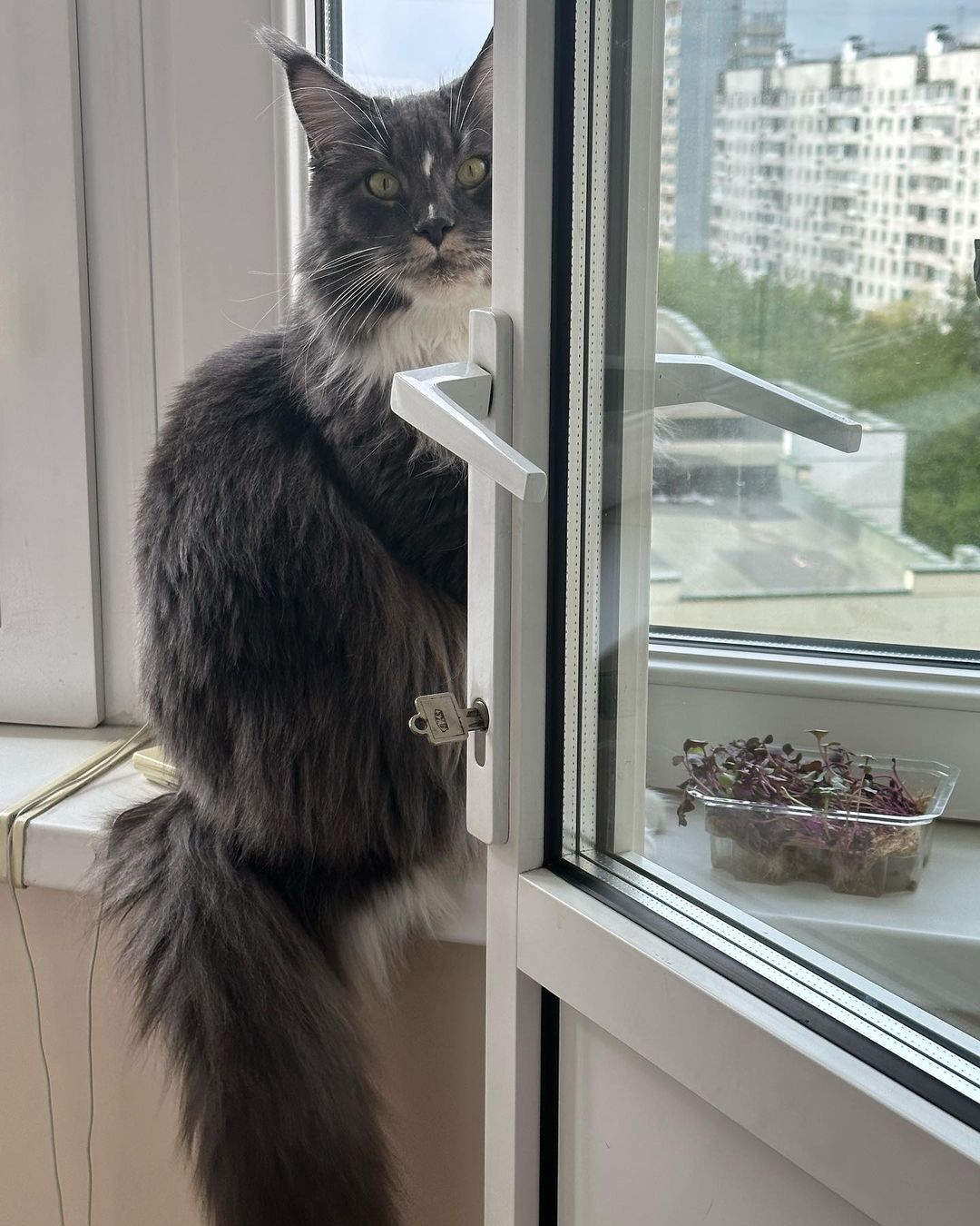 nika.maine_coon в LOOKY — фото 2