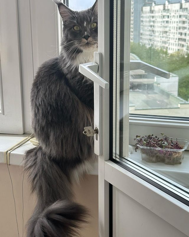 nika.maine_coon в LOOKY. #cat,#cats,#mainecoonlovers,#catlover,#catlovers,#katze,#picoftheday,#catsofinstagram,#catstagram,#catporn,#catoftheday,#貓,#猫,#gatto,#قط,#gato,#catlove,#mainecooncats,#happycat,#pet,#yourcatphoto,#pet,#pleasantcats,#myselfmadephotos,#catladytribe,#🐱,#maanocats,#catplay,#catplaying,#photooftheday. КУ КУ…
𓃠︎NIKA𓃠︎
⠀
...