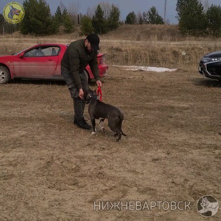 dressirovka_nv in LOOKY. . Наши малыши - отличн...