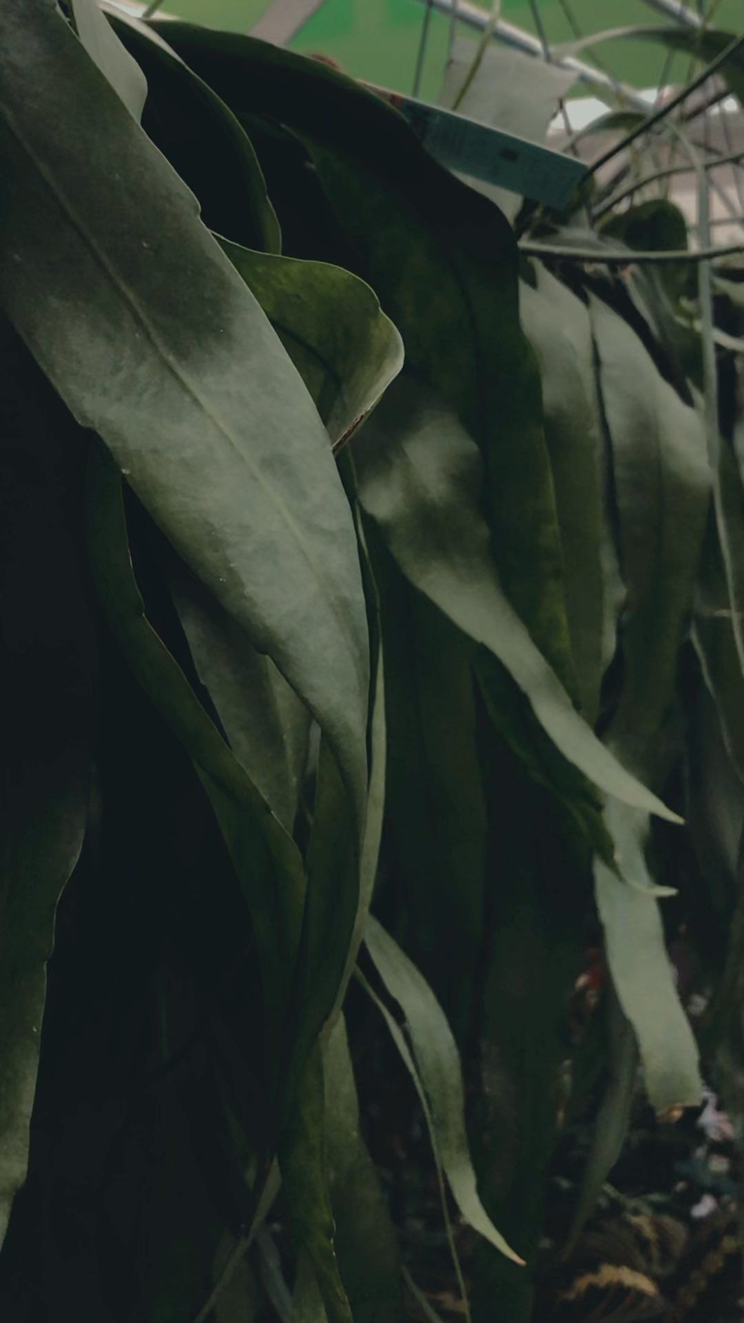 dariviere в LOOKY. . null