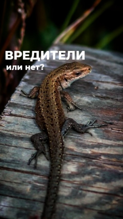 topalova.pro в LOOKY. . ✅ Ящерицы питаются с...