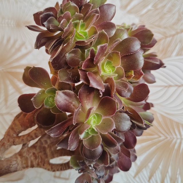 pautinka_club в LOOKY. #aeonium,#эониум,#цветы,#хобби,#суккуленты,#succulent#aeonium. #aeonium Solad bowls...