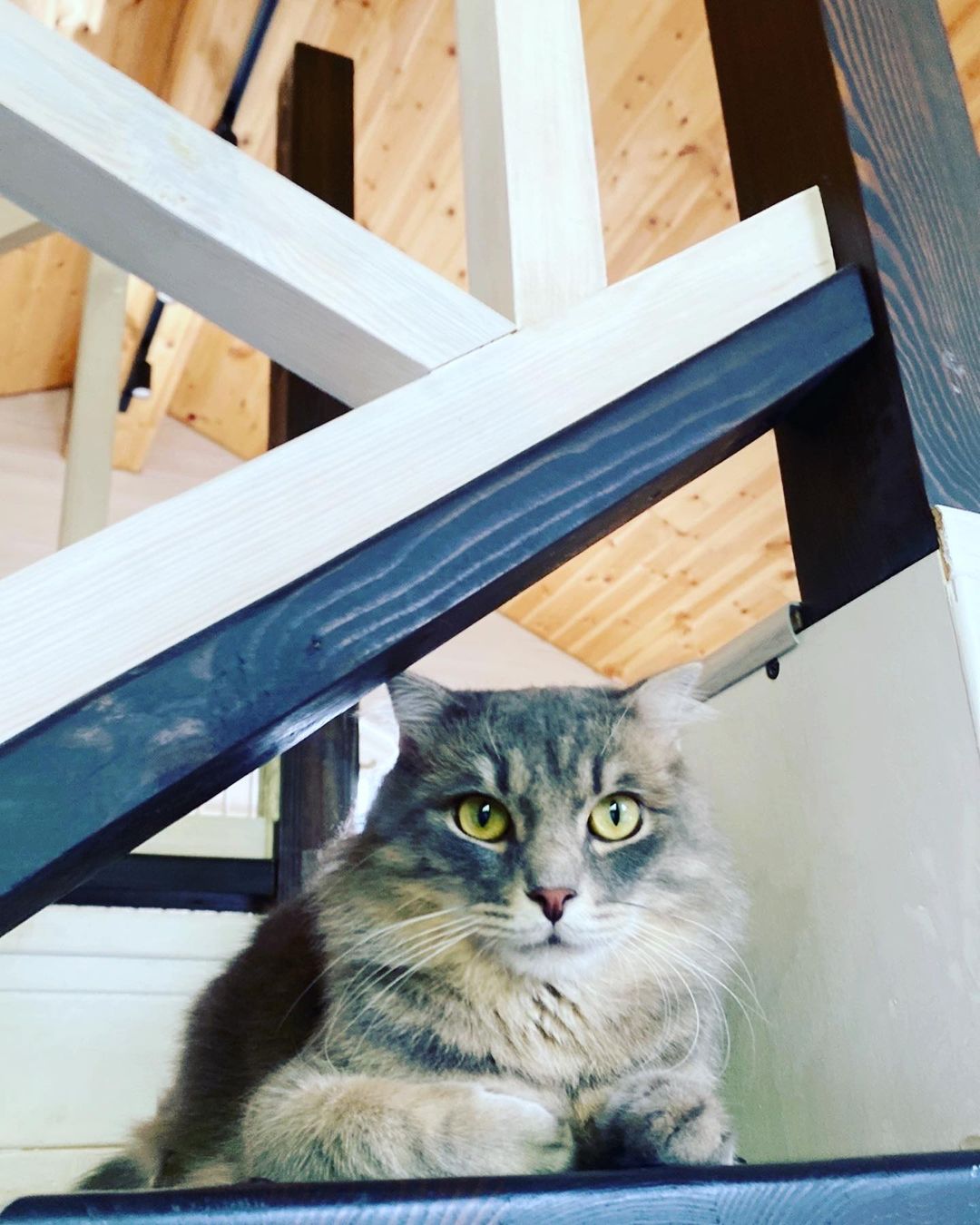 #барсик #дачанаканикулах