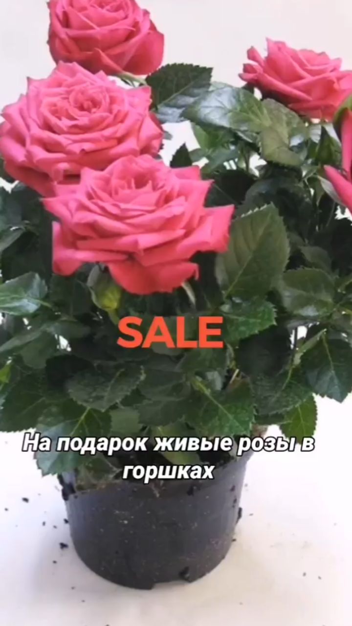 roza.stolitsa в LOOKY. . null