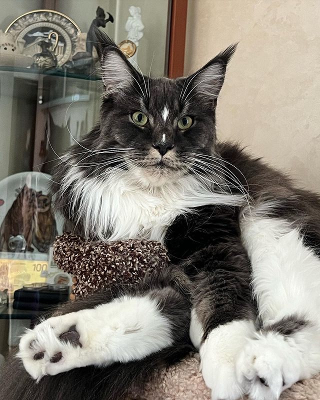 nika.maine_coon в LOOKY. #cat,#cats,#mainecoonlovers,#catlover,#catlovers,#katze,#picoftheday,#catsofinstagram,#catstagram,#catporn,#catoftheday,#貓,#猫,#gatto,#قط,#gato,#catlove,#mainecooncats,#happycat,#pet,#yourcatphoto,#pet,#pleasantcats,#myselfmadephotos,#catladytribe,#🐱,#maanocats,#catplay,#catplaying,#photooftheday. Запуталась в лапах…
...