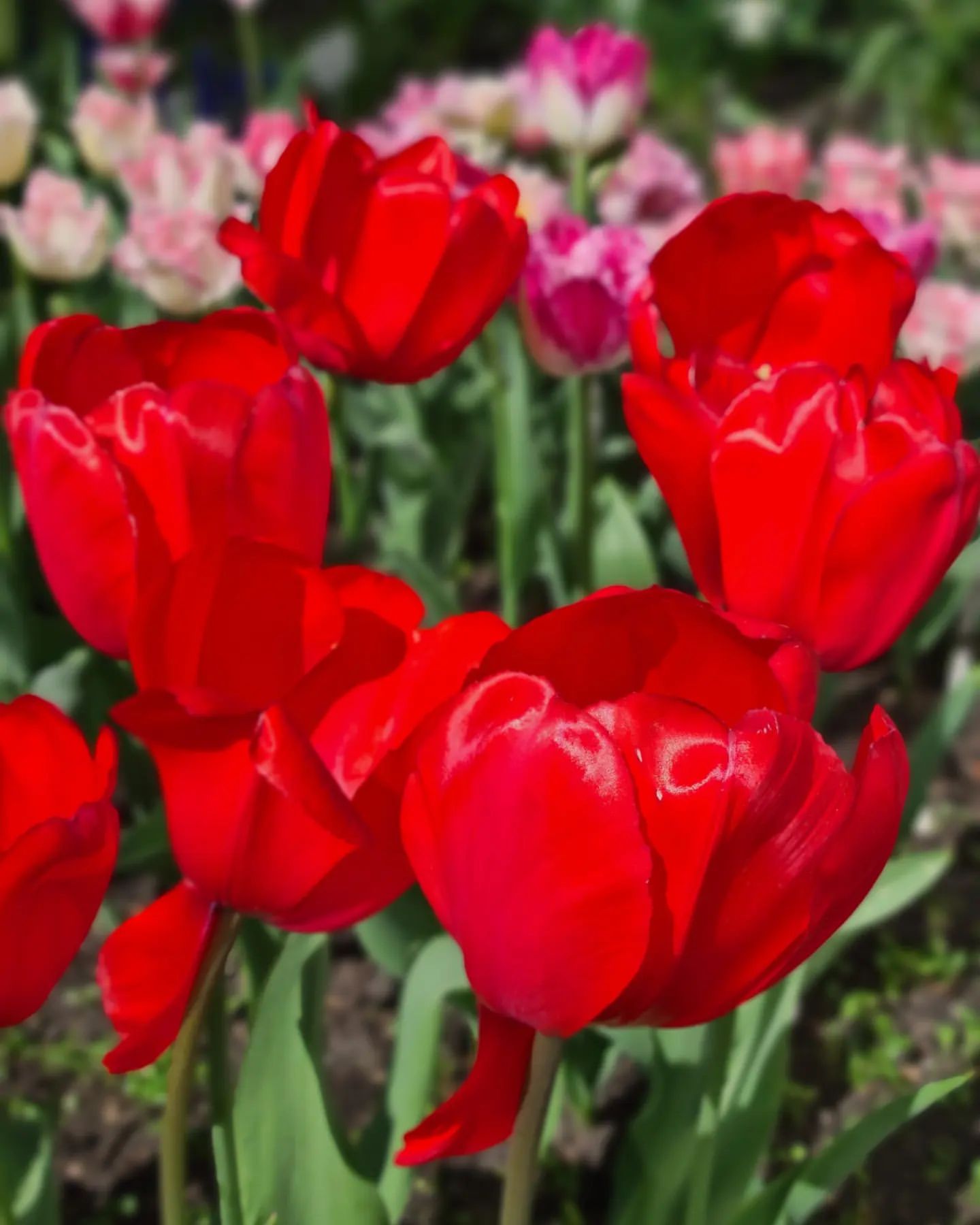 kristi_sadovod_ogorodnik в LOOKY — фото 10