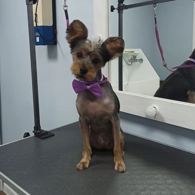 nastasya_groom_yablonovsky в LOOKY. #стрижкасобакноваяадыгея,#стрижкасобакяблоновский,#грумеряблоновский,#стрижкакошекноваяадыгея,#стрижкакошекэнем,#стрижкасобакэнем,#стрижкасобакафипский,#стрижкакошекяблоновский,#грумингсалонтоторо. Малыш Кинг
Мастер На...