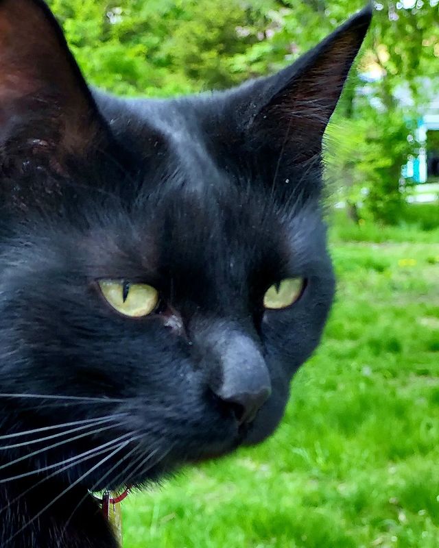 ttania_art в LOOKY. #черныйкот,#взгляд,#кошачийглаз. Кот Бегемот 🐈‍⬛

#ч...
