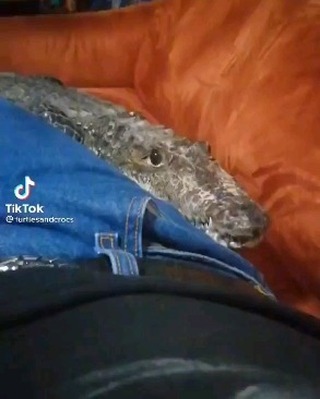 nasibullinatatiana в LOOKY. . null