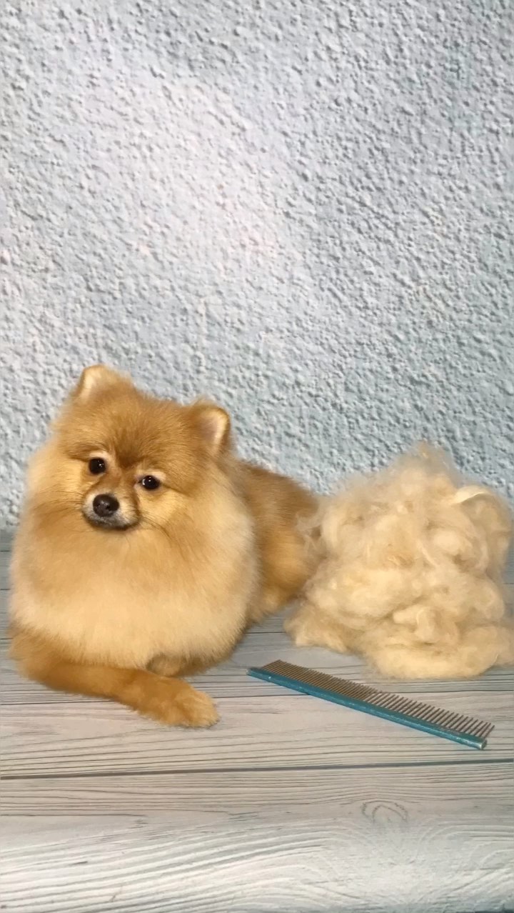 groomer.tih_bezam в LOOKY. #йорк,#стрижкашпица,#стрижкасобактихорецк,#грумингсалонтихорецк,#грумервтихорецке,#стрижкасобаквтихорецке,#groomertih,#sobakitih,#собакитихорецк,#уходзасобакойтихорецк,#грумертихорецк,#триммингтихорецк,#цвергшнауцер,#стрижкасобактихорецкийрайон,#грумингтихорецк,#tih,#dogtih,#бантикиручнойработы,#подстричьсобакутихорецк,#dog,#strijkasobaktihoreck,#вычессобак,#бишон,#груминг,#стрижкайорка,#лучшийгрумертихорецк,#doggroomer,#poodle,#bischonfrise,#dog,#пекинес. •ЗАБИТЫЙ ПОДШЕРСТОК•...