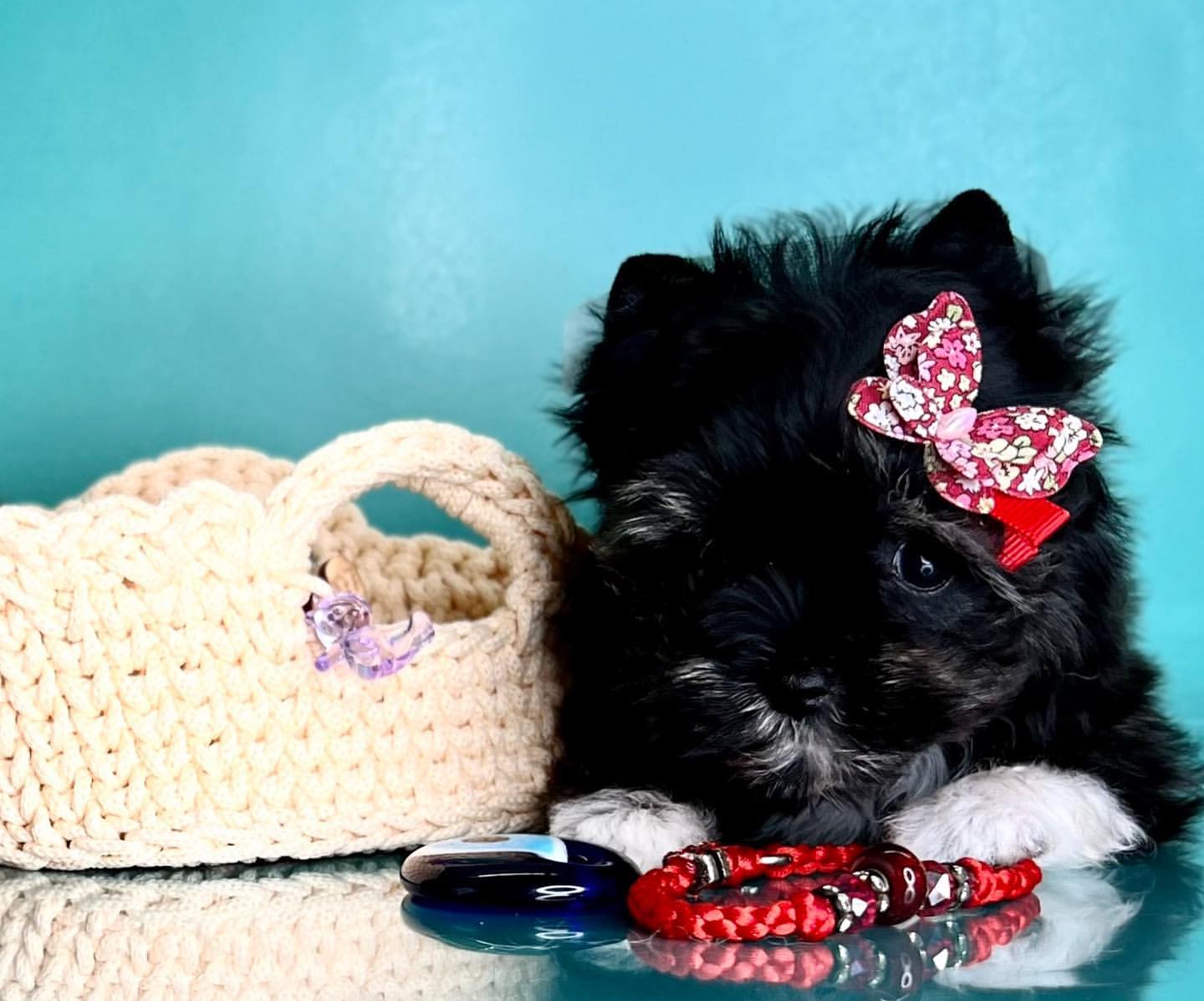 kennel_city_choco_fantasy в LOOKY — фото 10