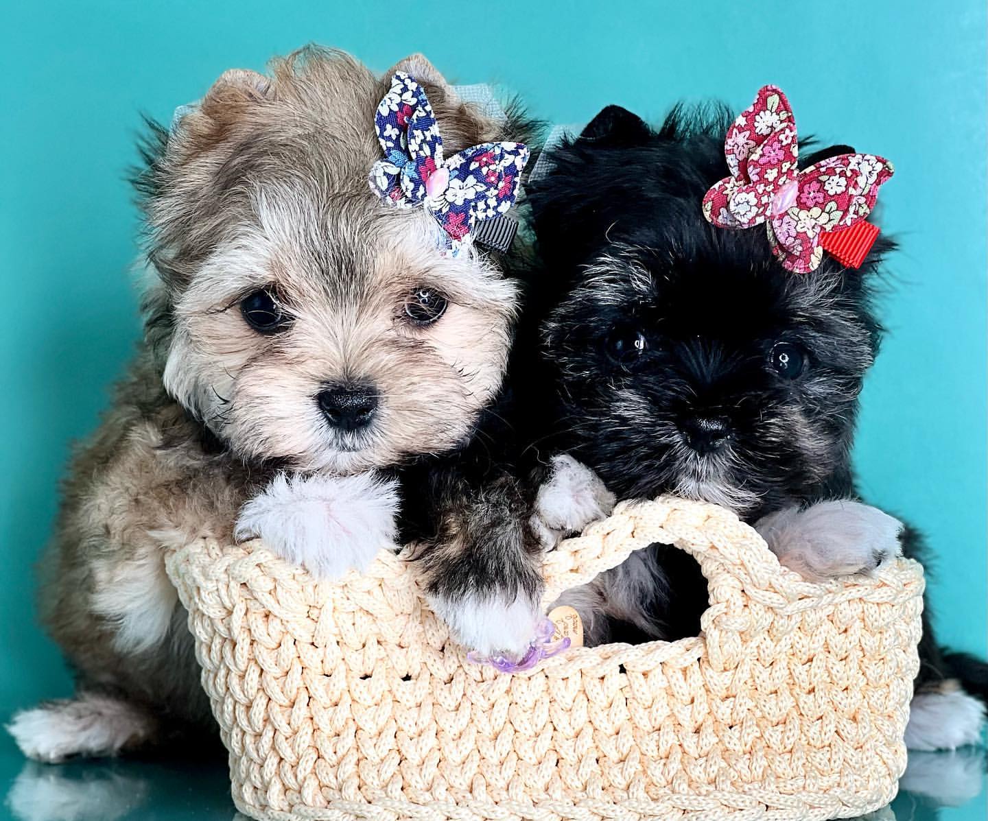 kennel_city_choco_fantasy в LOOKY — фото 3