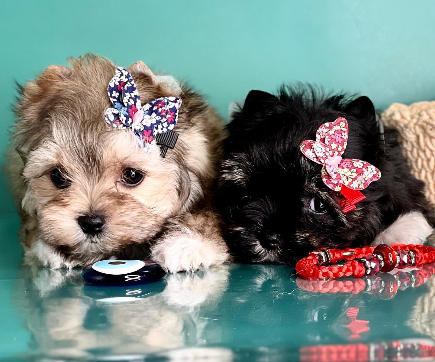kennel_city_choco_fantasy в LOOKY — фото 2