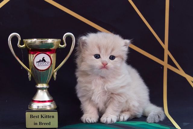cattery_fiori.zen в LOOKY. #ふわもこ部,#英国猫,#英国小猫,#kittensdaily,#9cattagram,#kittys,#cats_today,#catlowersworld,#purrpurrpurr,#magnificent_meowdels,#cutecatskittens,#pleasantcats,#happycatclub,#katzenleben,#coicommunity,#balousfriends,#cutecats_oftheworld,#cats_of_instagram,#bestmeow,#cutecats,#meowdels,#котятанапродажу,#британскиекотята,#gatitosbritánicos,#gattinibritannici,#chatonsbritanniques,#brittiskakattungar,#mau10c. Невинного выражения ...