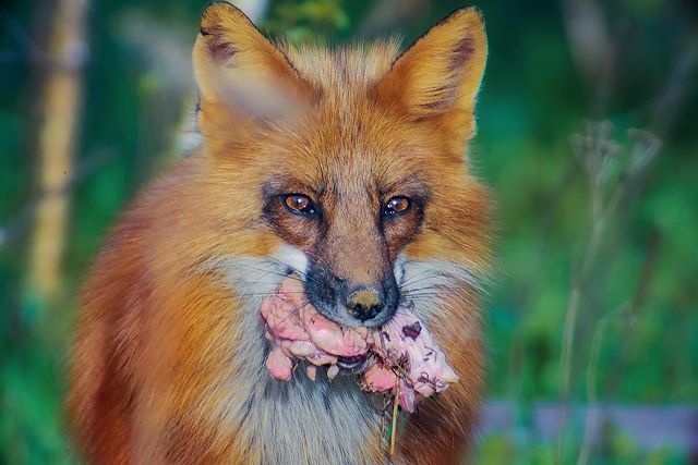 myfoxfamily в LOOKY. . Что ж, у нас День Ли...