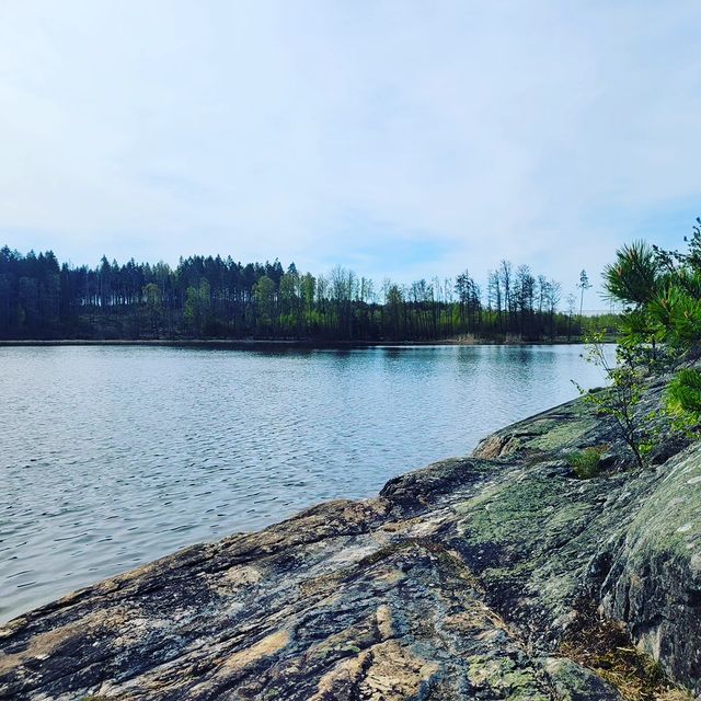 karolinaxcechova в LOOKY. #Norway,#swan,#nature. Сегодня у меня гости...