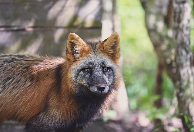 myfoxfamily в LOOKY. . Эти невероятно краси...