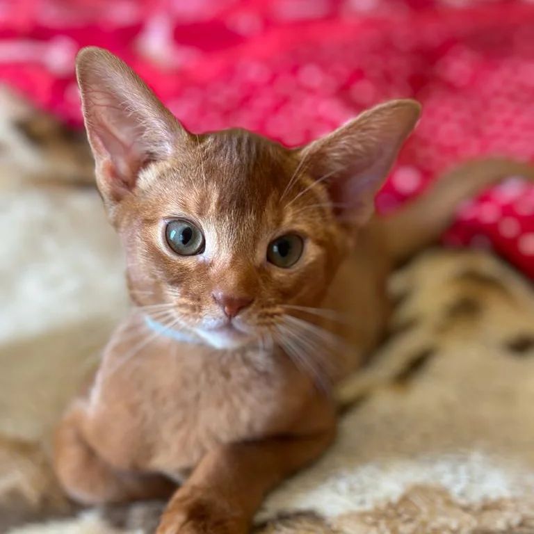 abyssinian_wildaby в LOOKY — фото 2