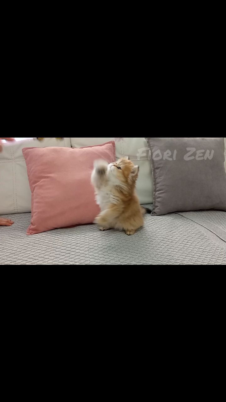 cattery_fiori.zen в LOOKY. . Наш любимый плюшевый...