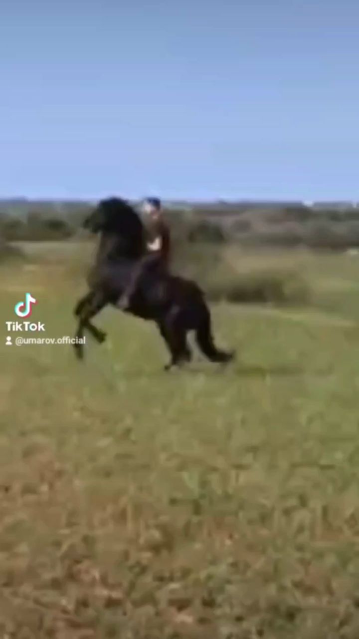umarov.abdulxakim.official в LOOKY. #horse,#horseriding,#horselove,#motivation. #horse #horseriding ...