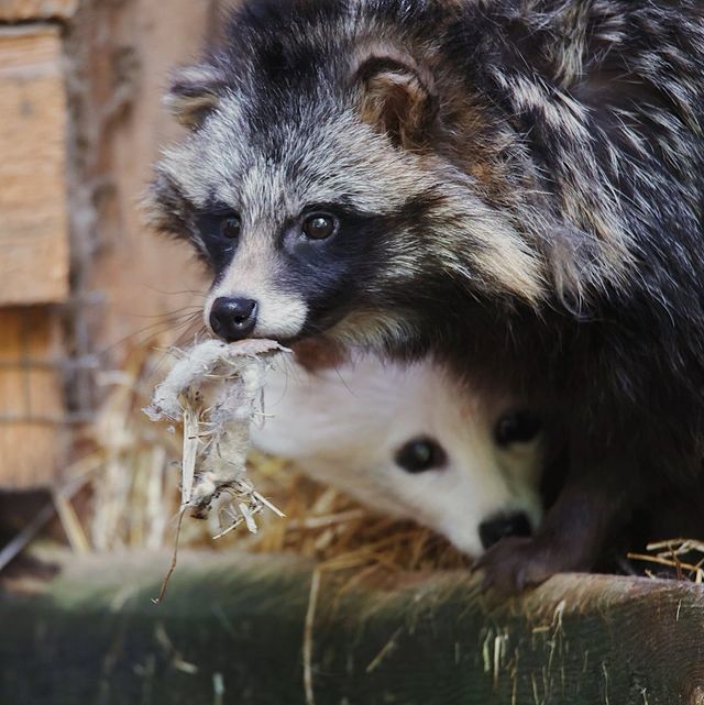 myfoxfamily в LOOKY. . Когда на серьёзных щ...