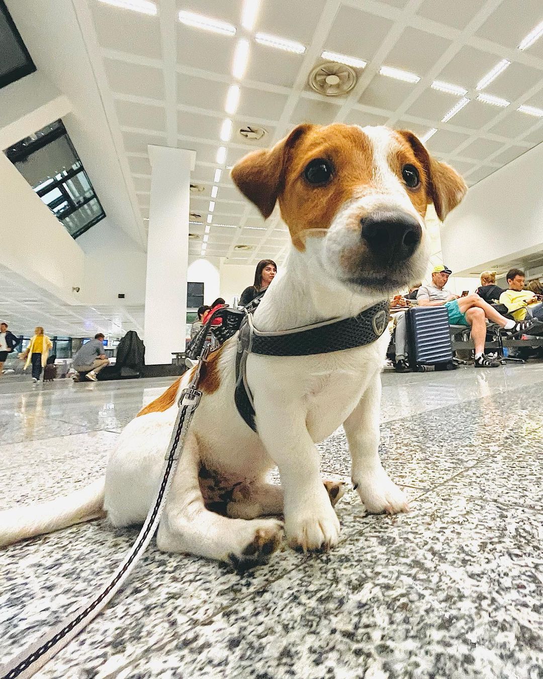 slon в LOOKY — Let's fly

#dog #jackrassel #travelwithdogs #italy