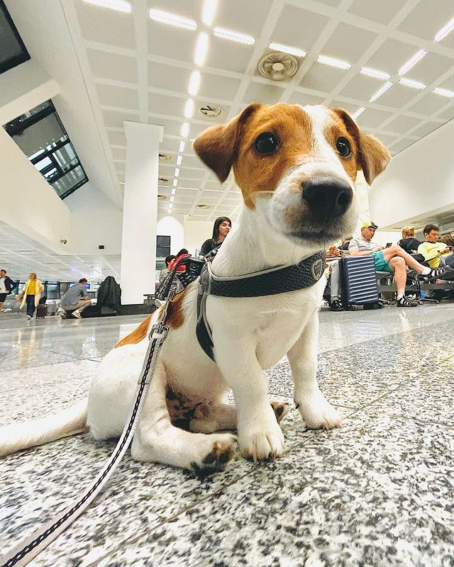 slon в LOOKY. #dog,#jackrassel,#travelwithdogs,#italy. Let's fly

#dog #jac...