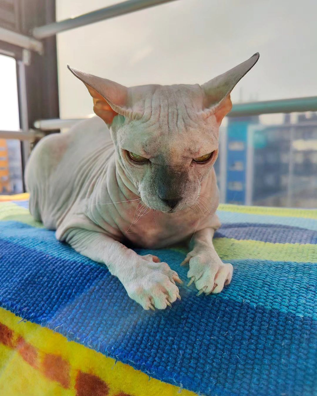 eva_sphynx_cat в LOOKY — фото 2