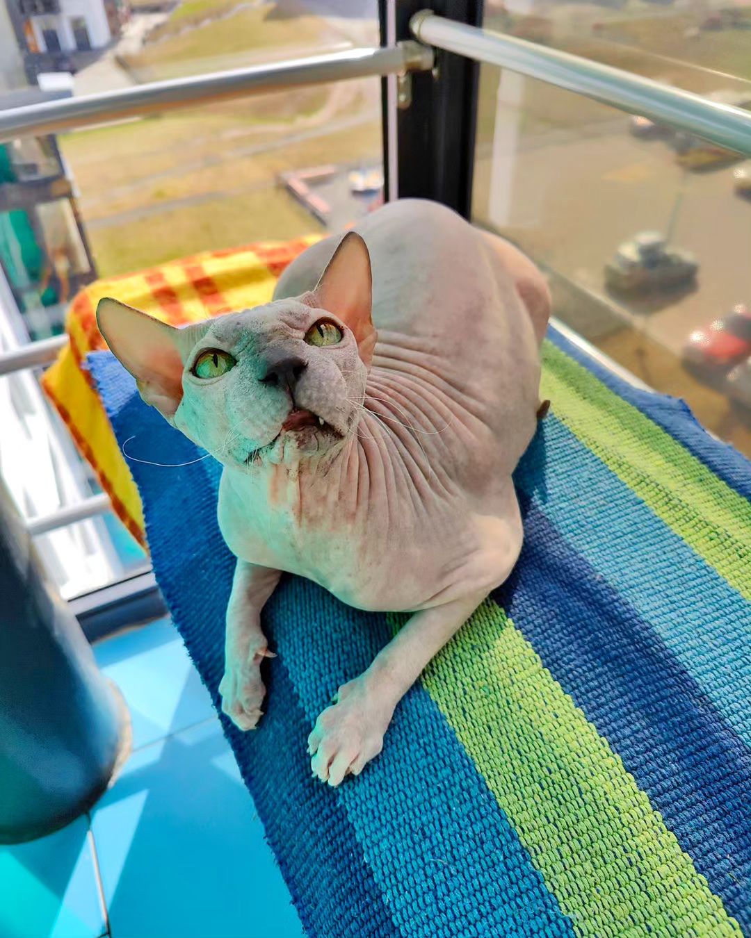 eva_sphynx_cat в LOOKY — фото 4