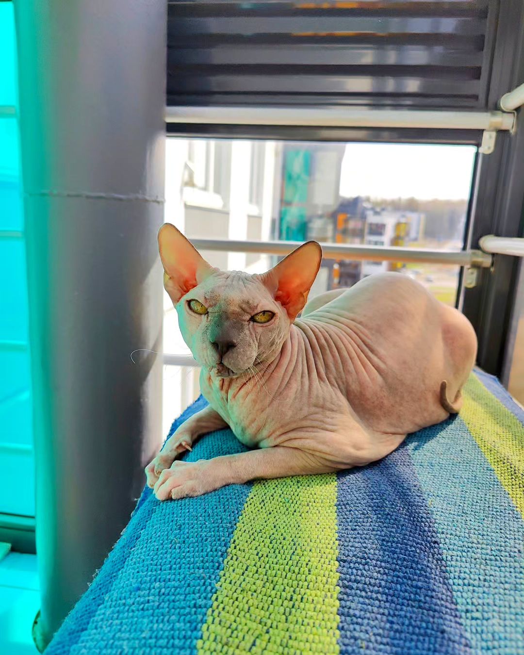 eva_sphynx_cat в LOOKY — фото 3