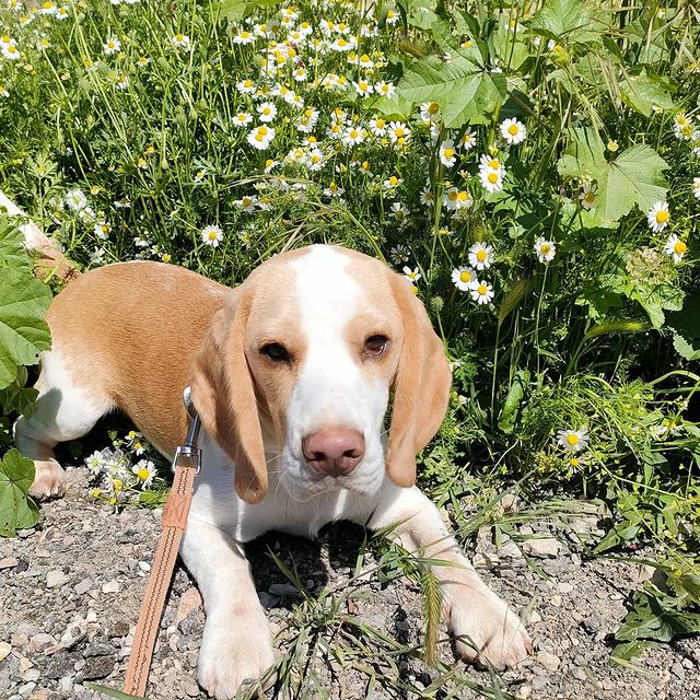buklya_toys в LOOKY. #sparkbeagle,#beagle,#beaglelove,#бигль,#бигльэтосчастье. Вчера этому плюшке и...