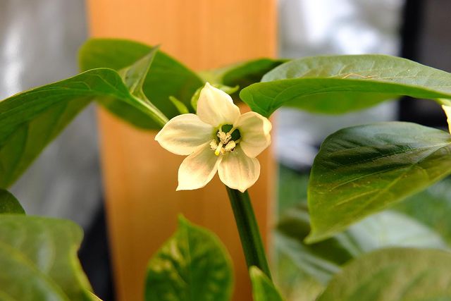 bob_homeland в LOOKY. #HotPepper,#CarolinaReaper,#ScorpionTrinidad,#7Pot,#GhostPepper,#Habanero,#NagaMorich,#острыйперец,#HotPepper,#CarolinaReaper,#ScorpionTrinidad,#7Pot,#GhostPepper,#Habanero,#NagaMorich,#острыйперец. В гроубоксе начал цв...