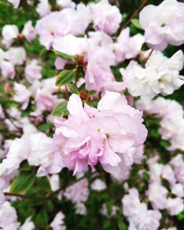 rikitikkitavvi в LOOKY. #аптекарскийогород🌿,#весна2023. Неописуемая красота ...
