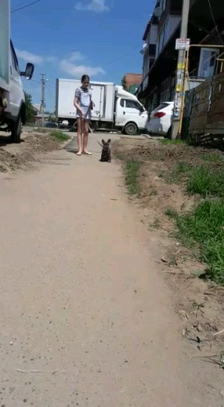 luna.french_family в LOOKY. #щенокфранцузкогобульдога,#голубойфранцузскийбульдог,#puppyfrenchbulldog,#французик,#бульдожка. Первая прогулка наше...