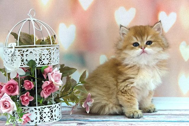 cattery_fiori.zen в LOOKY. #ふわもこ部,#英国猫,#英国小猫,#kittensdaily,#9cattagram,#kittys,#cats_today,#catlowersworld,#purrpurrpurr,#magnificent_meowdels,#cutecatskittens,#pleasantcats,#happycatclub,#katzenleben,#coicommunity,#balousfriends,#cutecats_oftheworld,#cats_of_instagram,#bestmeow,#cutecats,#meowdels,#котятанапродажу,#британскиекотята,#gatitosbritánicos,#gattinibritannici,#chatonsbritanniques,#brittiskakattungar,#5freg42. Наша красотка Fiori ...