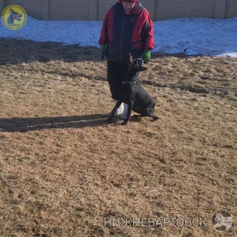 dressirovka_nv in LOOKY. . Для того, чтобы нагр...