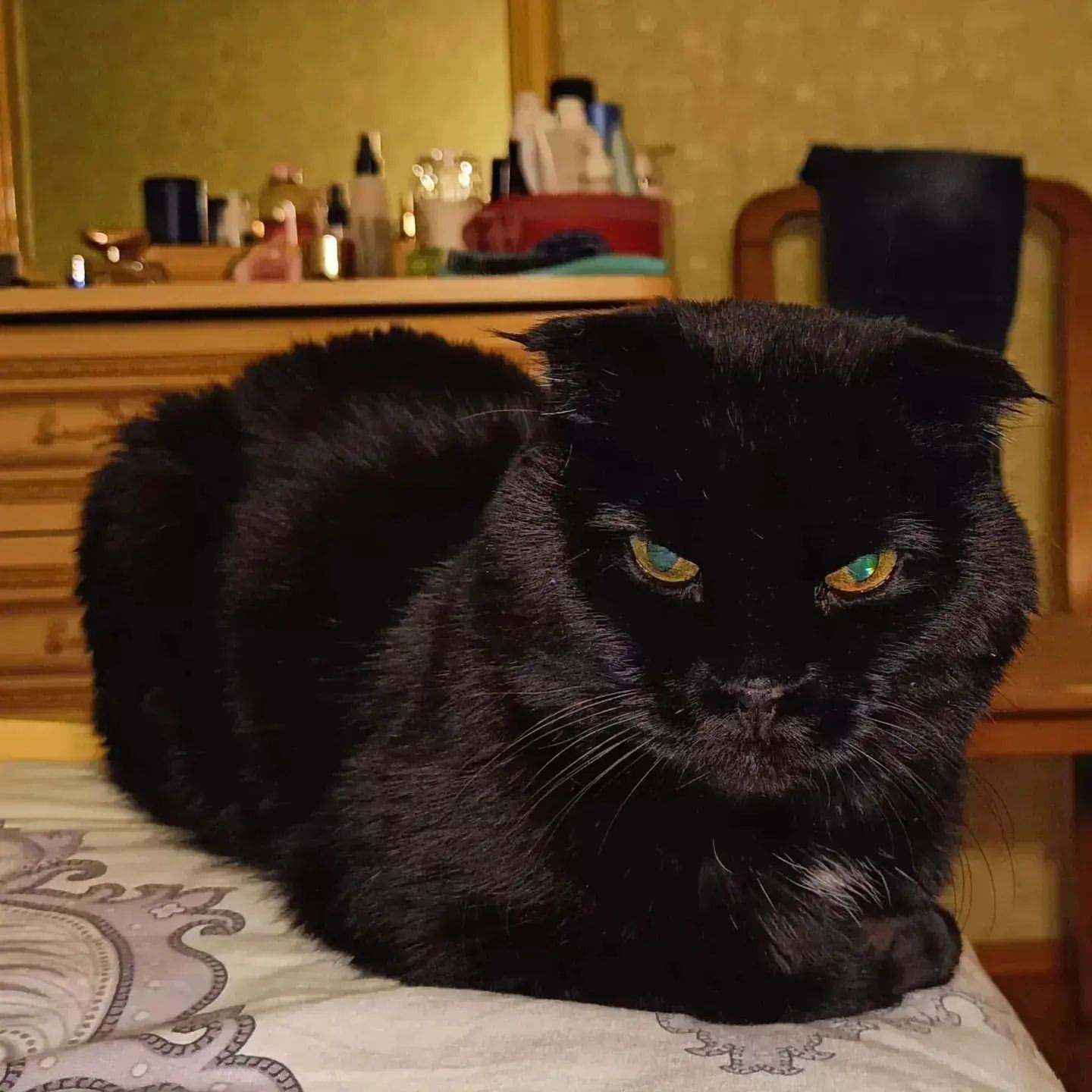 svetorik в LOOKY. . Мой коть