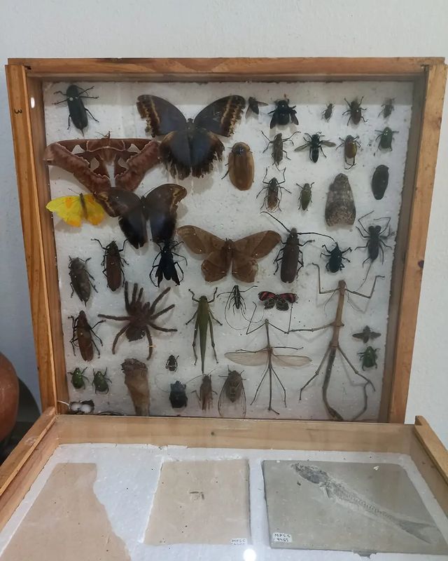 𝓛𝓪𝓻𝓲𝓼𝓼𝓪 𝓢𝓪𝓷𝓽𝓸𝓼 𝓕𝓮𝓻𝓻𝓮𝓲𝓻𝓪 в LOOKY. #plantas,#goodvibes. Fotos do Museu e das...