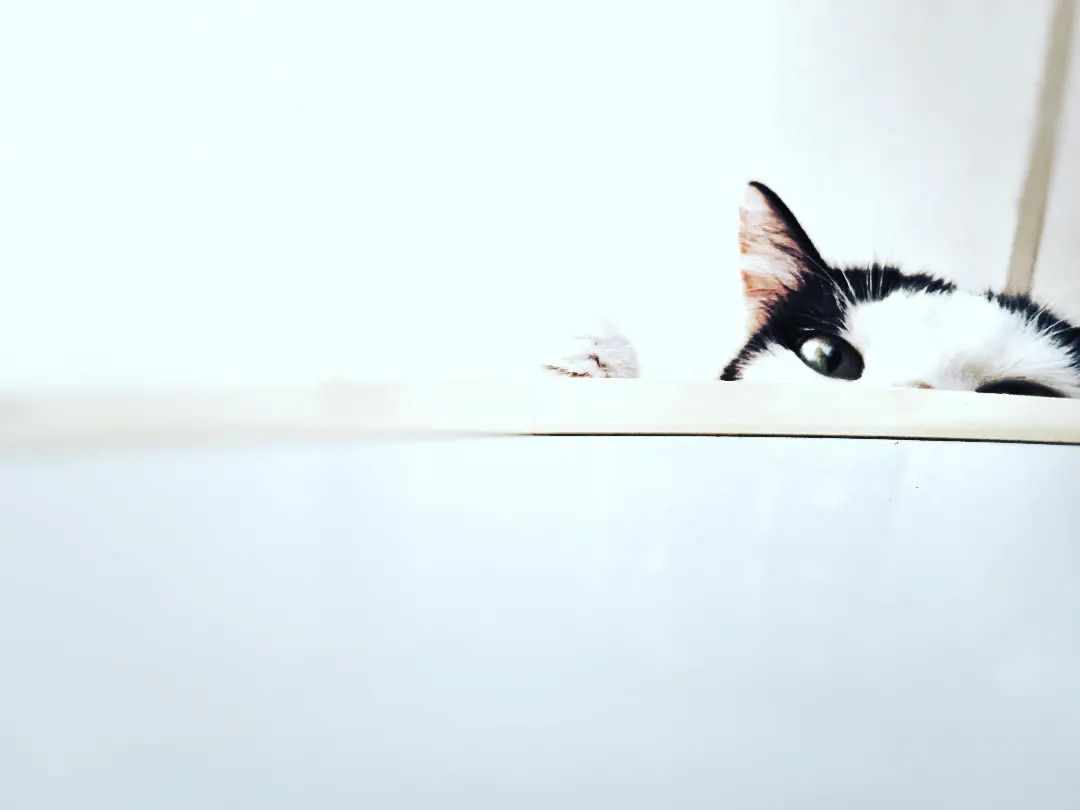 reydleyph in LOOKY. #fotografiaartistica,#photogram,#photographer,#photography,#instaphoto,#gato,#gatos,#motivation,#motivacion,#gatosdeinstagram,#pensamientos,#escritos,#bnwstreetphotography,#blancoynegro,#fotoart,#revistanegromundo,#35awards,#likesforlike,#liker,#l4,#likeslikeslikes. "Querer a las person...