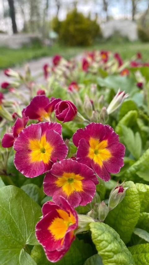 my_garden_every_day в LOOKY. . Морозы позади, Лето ...