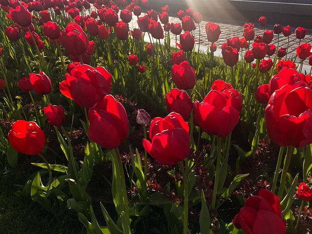 valentina_elfik в LOOKY. #tulip,#spring,#весна,#цветы,#тюльпаны,#закат,#красный,#нежность,#яркость,#beautiful,#romantic,#love,#life,#настроение,#вдохновение,#образы,#москва,#sun,#redcolor,#moscow,#springmood. Банальное весной…цве...