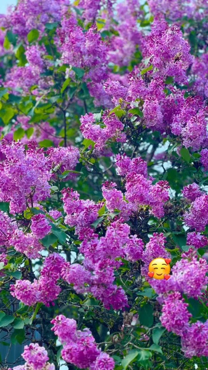 kkatyniak в LOOKY. . null