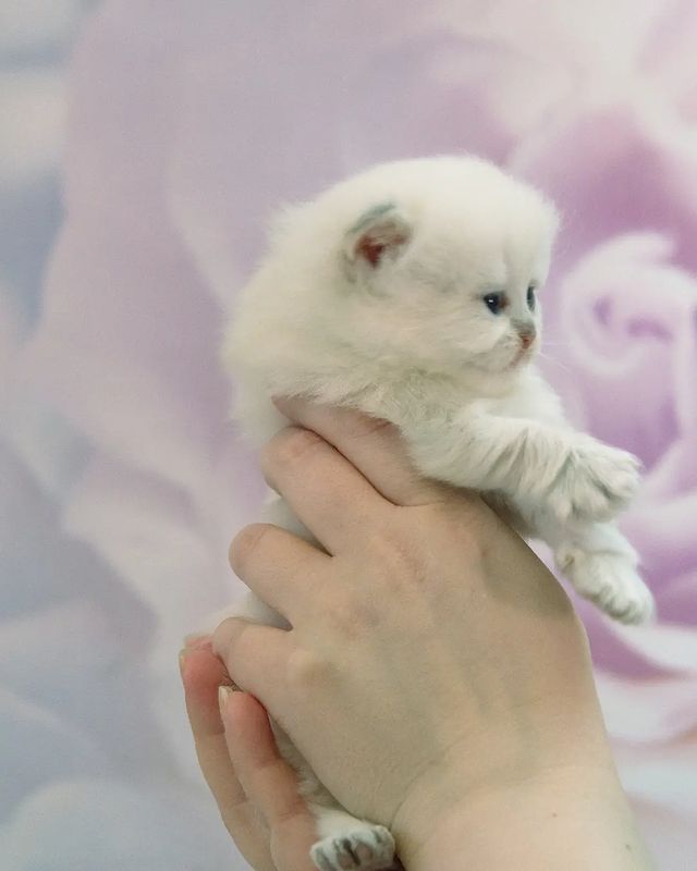 cattery_fiori.zen в LOOKY. #iuyjhgnb,#ふわもこ部,#英国猫,#英国小猫,#kittensdaily,#9cattagram,#kittys,#cats_today,#catlowersworld,#purrpurrpurr,#magnificent_meowdels,#cutecatskittens,#pleasantcats,#happycatclub,#katzenleben,#coicommunity,#balousfriends,#cutecats_oftheworld,#cats_of_instagram,#bestmeow,#cutecats,#meowdels,#котятанапродажу,#британскиекотята,#gatitosbritánicos,#gattinibritannici,#chatonsbritanniques,#brittiskakattungar. Вот у нас какая ляле...