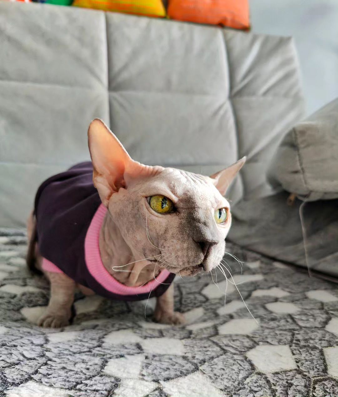 eva_sphynx_cat в LOOKY — фото 4