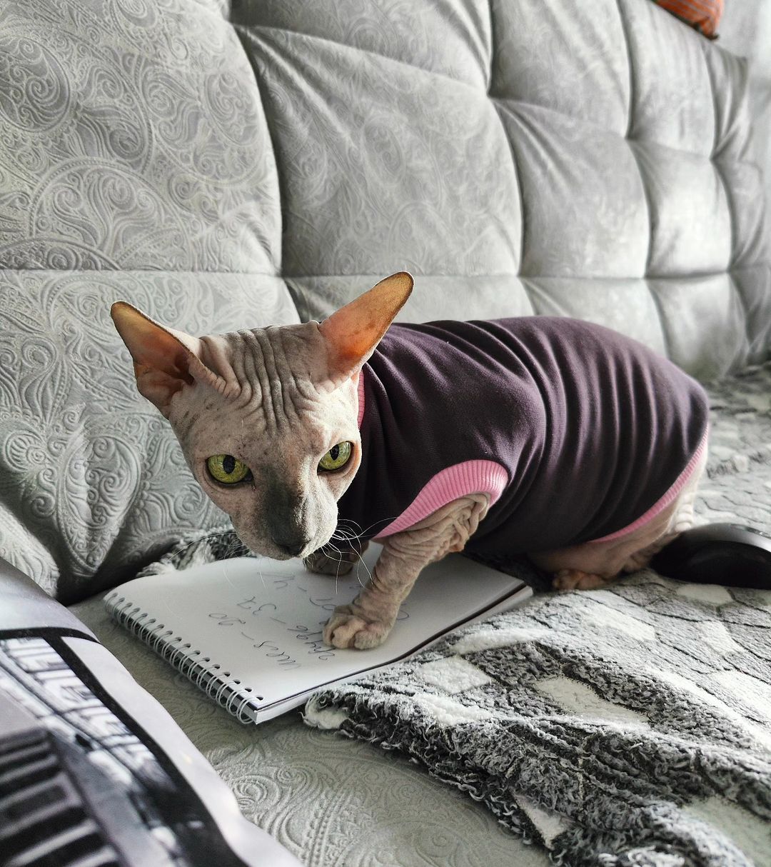eva_sphynx_cat в LOOKY — фото 2