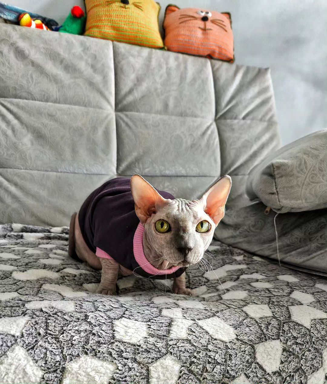 eva_sphynx_cat в LOOKY — фото 3
