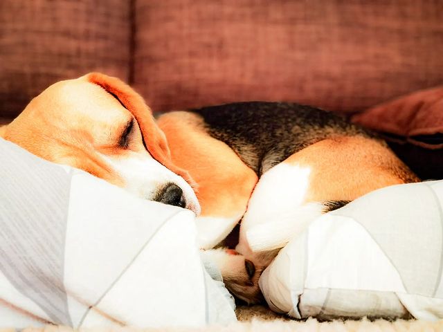boni_beagle_askennel в LOOKY. . Когда весна не спеши...