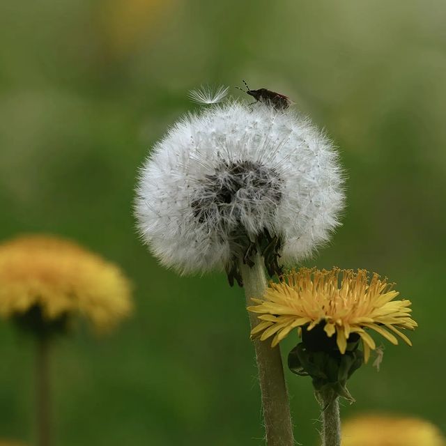 dmitriibilly в LOOKY. #naturephotos,#streetphotography,#landscapephotography,#landscape,#nikorr50mm,#photography,#nikon,#nikonphotography,#nikonz5,#blackandwhitephotography,#landscapefotography,#flowers. #naturephotos #stree...
