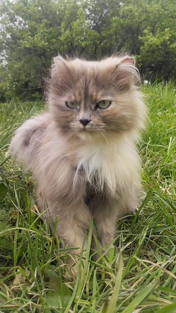 1bulatik в LOOKY. #Ислам,#религия,#кошка,#авыл,#Татарстан,#деревня,#природа,#баня,#Мунча. #Ислам #религия #кош...